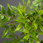 Artificial Plant Nandina Tree