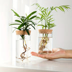 1pc, Hydroponics Glass Planter Vase