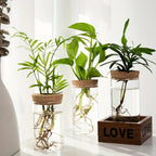 1pc, Hydroponics Glass Planter Vase