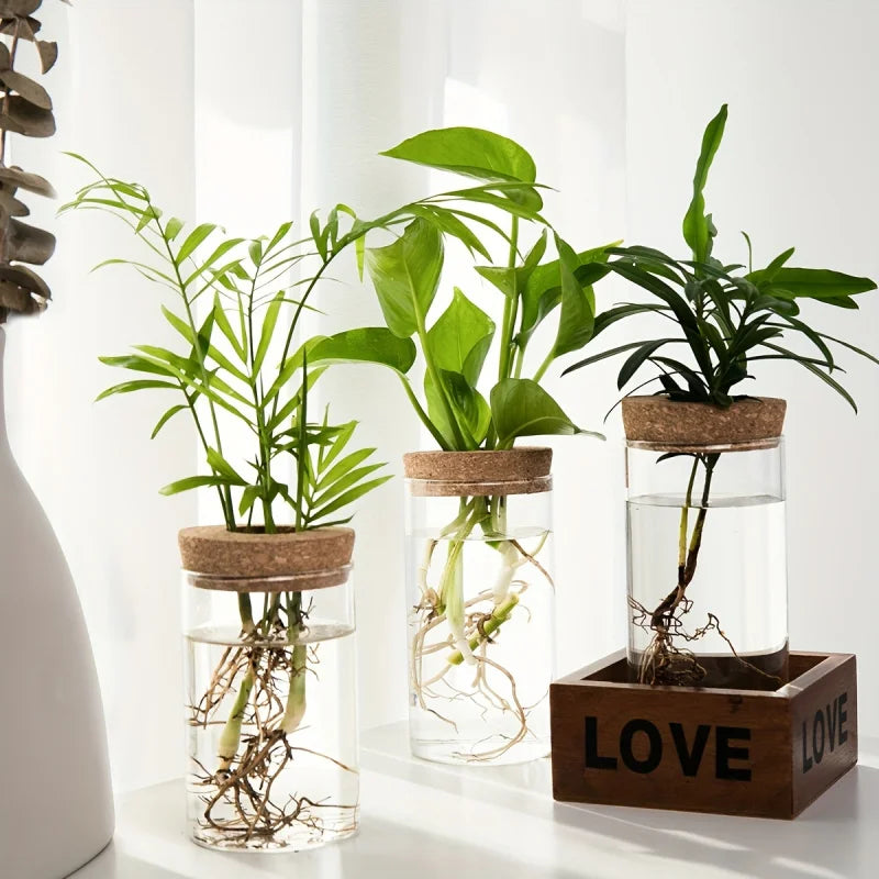 1pc, Hydroponics Glass Planter Vase